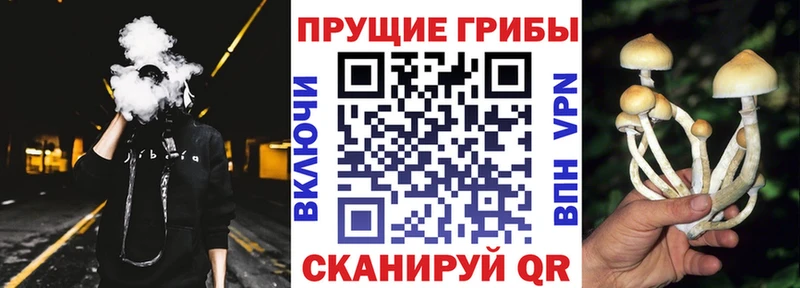 купить наркотик  Сретенск  Псилоцибиновые грибы Psilocybe 